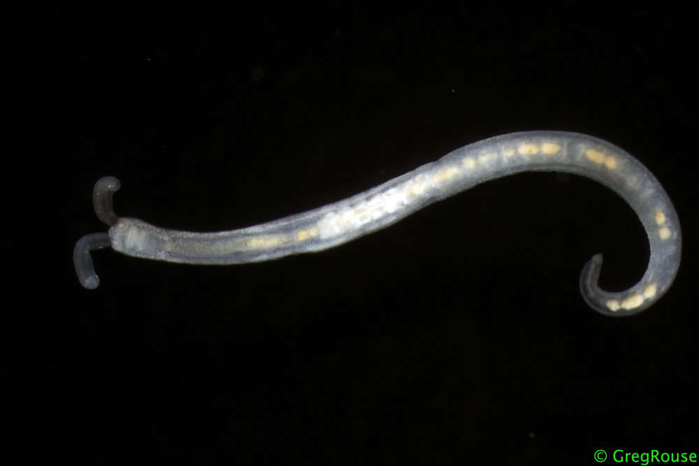 Image of Protodrilidae
