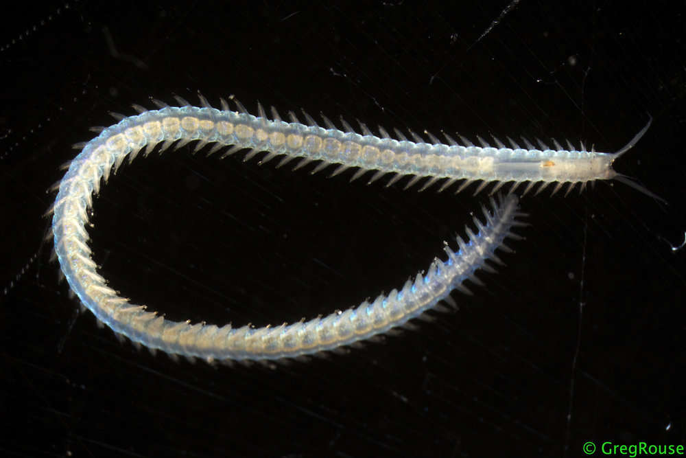 Sigalionidae resmi