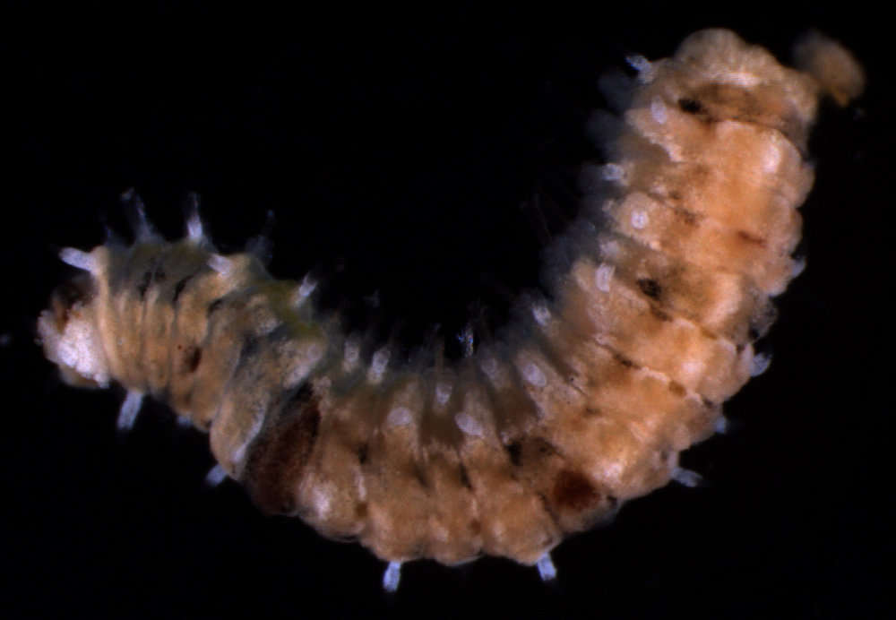 Image de Phyllodocida