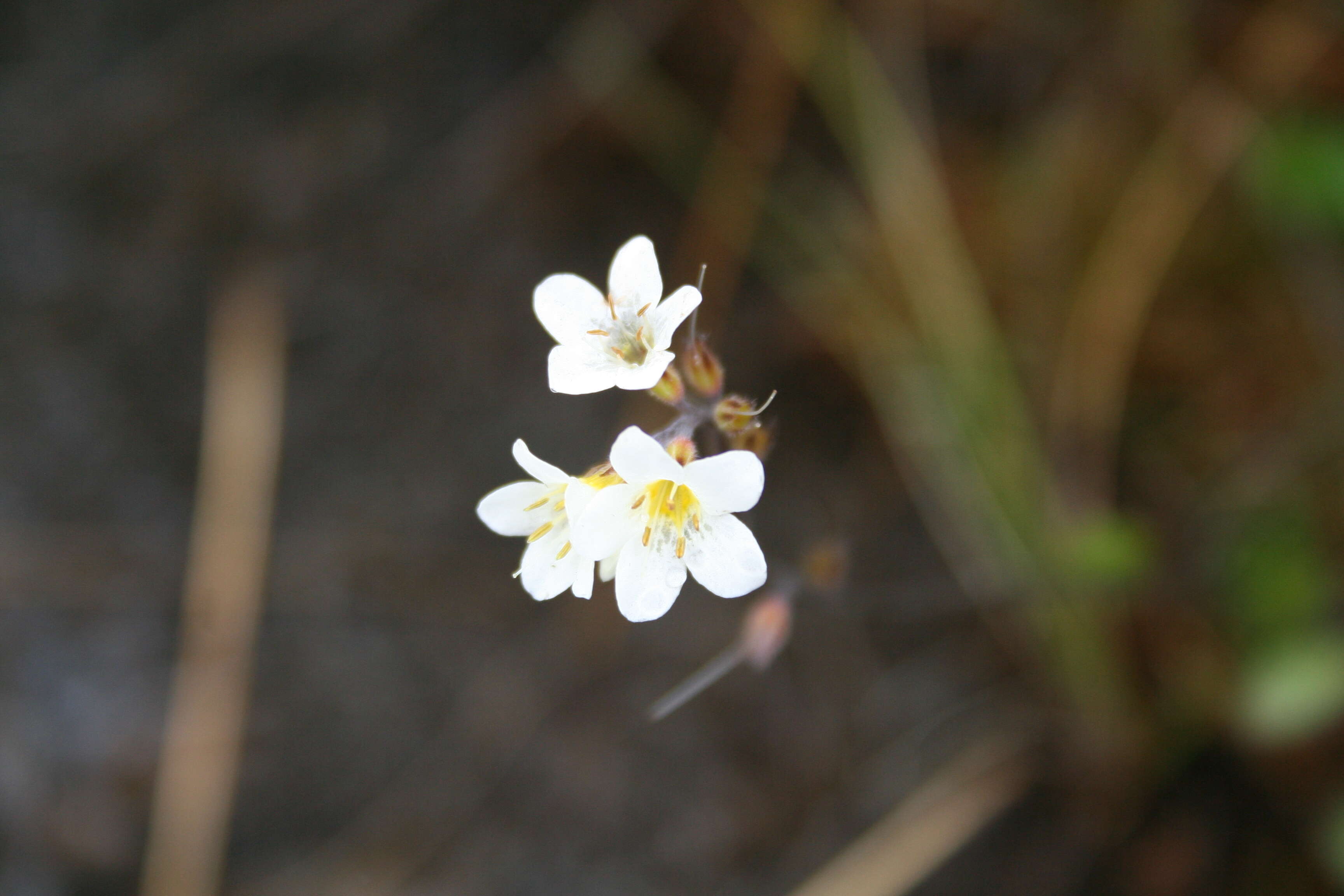 Imagem de Myosotis laeta Cheesem.