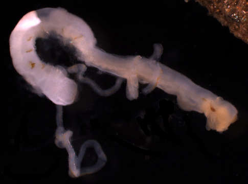 Image of Chaetopteridae