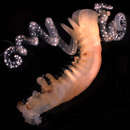 Image of chaetopterid worms