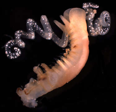 Image de Chaetopteridae