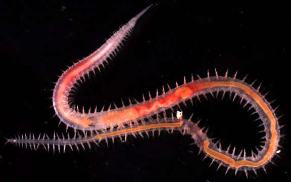 Image of bloodworms