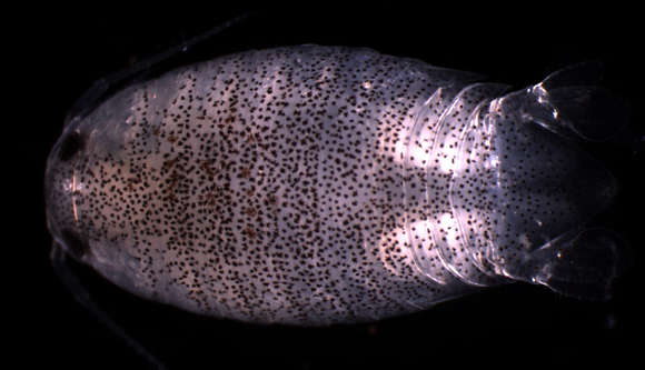 Image of Cymothooidea Leach 1814