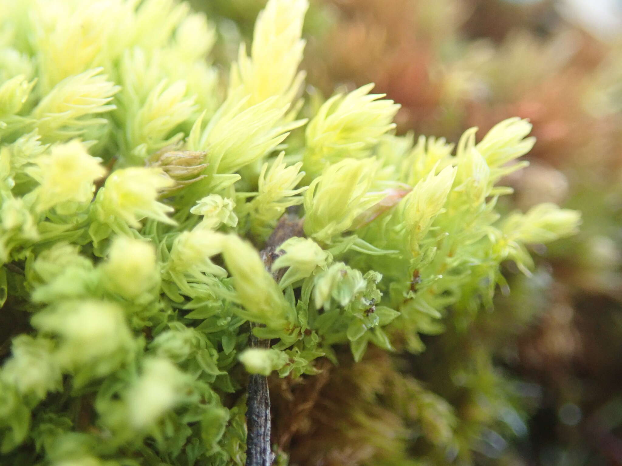 Image of aulacomnium moss