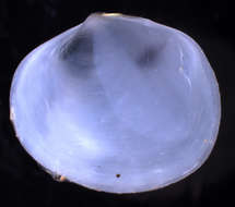 Image of Heterodonta