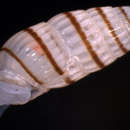 Image of Odostomella chorea (Hedley 1909)