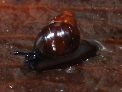 Image of achatinellid land snails