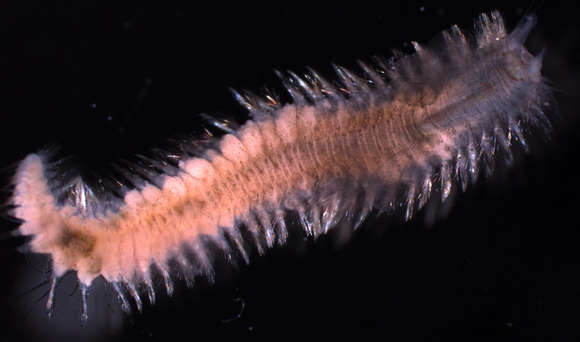 Image of Phyllodocida