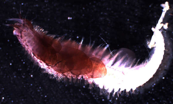 Image of Phyllodocida