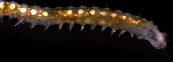 Image of Eunicida