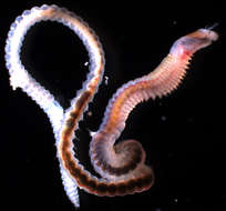 Image of Eunicidae