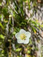 Plancia ëd Parnassia palustris L.