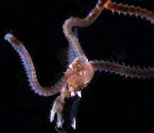 Image of Eunicidae