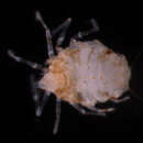 Image de Salvatiella polynesica Müller 1990