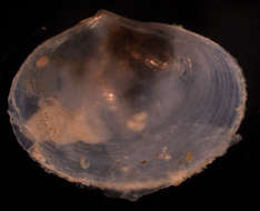 Image of Heterodonta