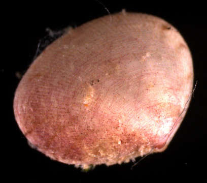 Image of Heterodonta