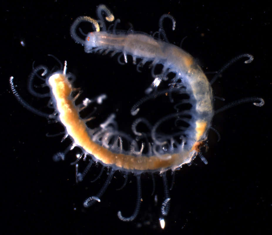 Image de Phyllodocida