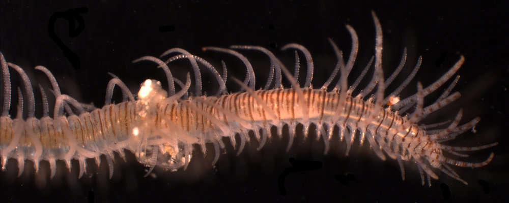 Image de Phyllodocida