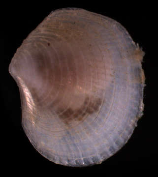 Image of Lucinidae J. Fleming 1828
