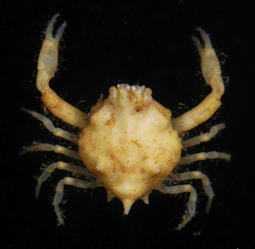 Image of Leucosioidea Samouelle 1819