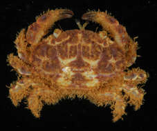 Image of Psaumis