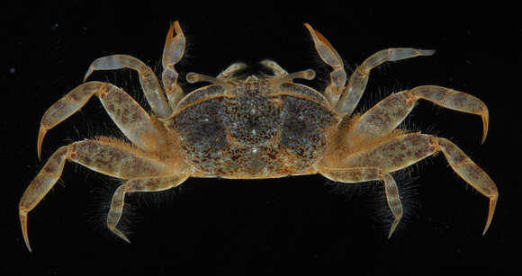 Image de Macrophthalminae