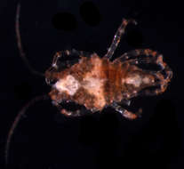 Image of Santiidae Kussakin 1988