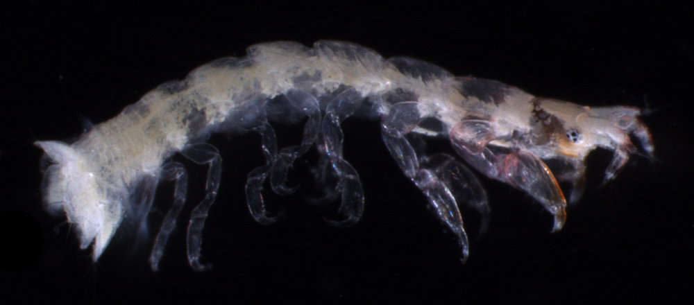 Image of ghost shrimps