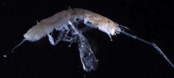 Image of <i>Corallianassa coutierei</i>