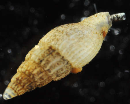 Image of Conoidea J. Fleming 1822