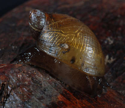 Image of amber snail