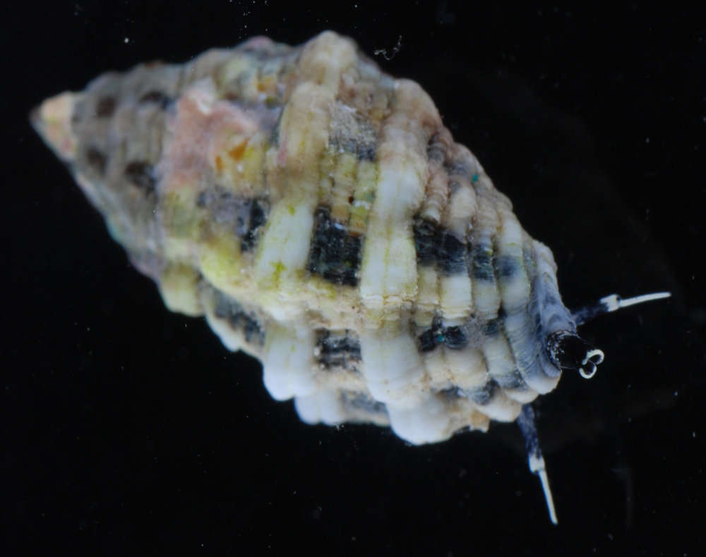 Image of Morula zebrina Houart 2004