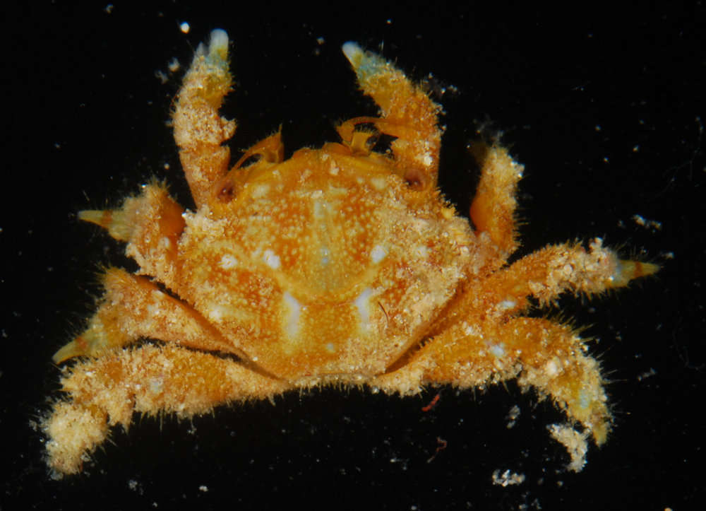 Image of broad-fronted crab