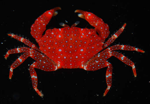 Image of broad-fronted crab