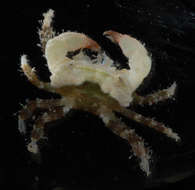 Xanthias lamarckii (H. Milne Edwards 1834) resmi