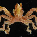Image of <i>Oncinopus aranea</i> De Haan 1839