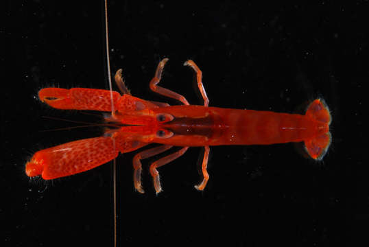 Image of coral snapping shrimp