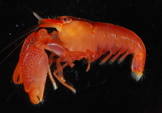 Image of coral snapping shrimp