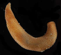 Image of Phascolosomatidea