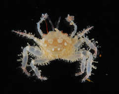Image of Polydectinae