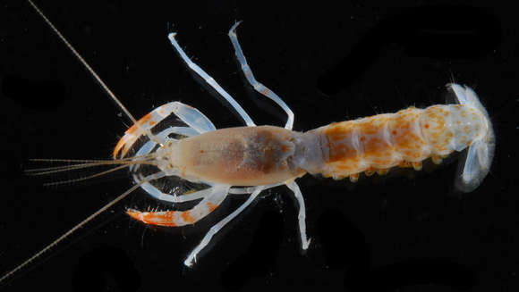 Image of ghost shrimps