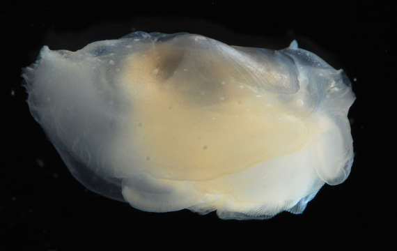 Image of Heterodonta