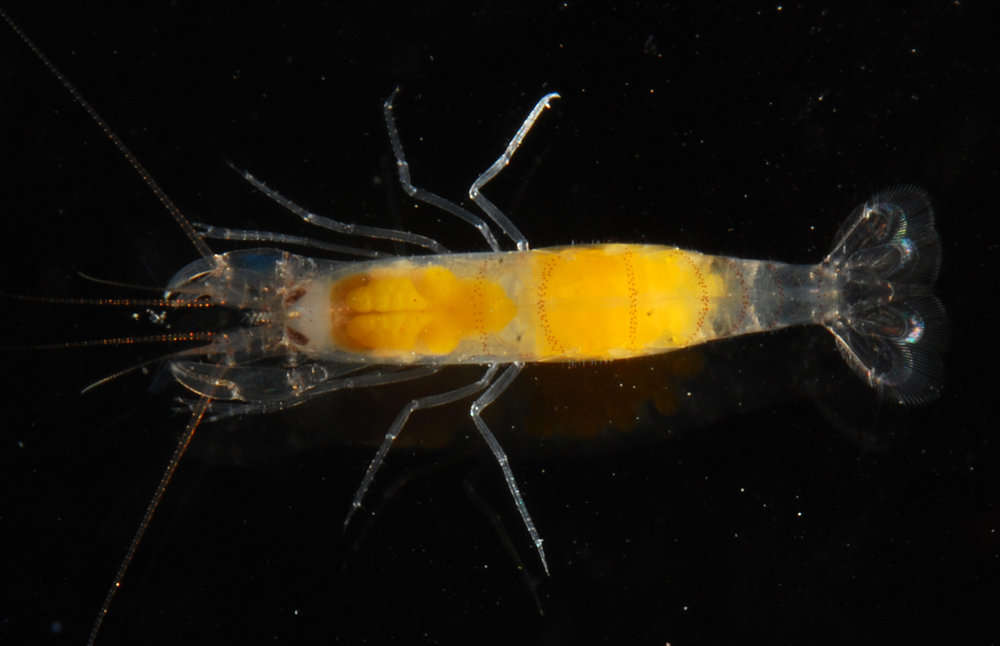 Image of <i>Alpheopsis consobrinus</i>