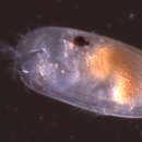 صورة Cylindroleberis Brady 1867