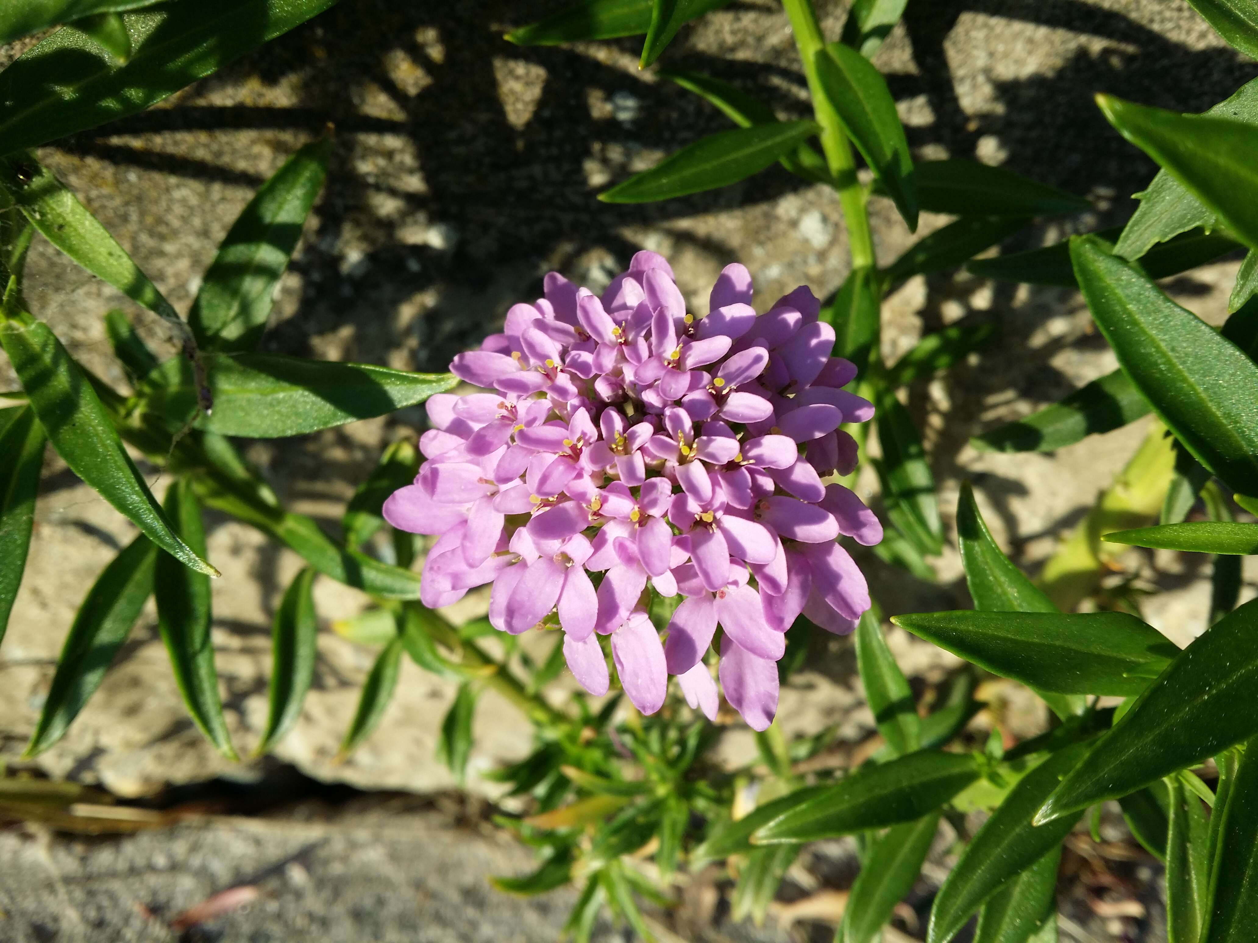 Plancia ëd Iberis umbellata L.