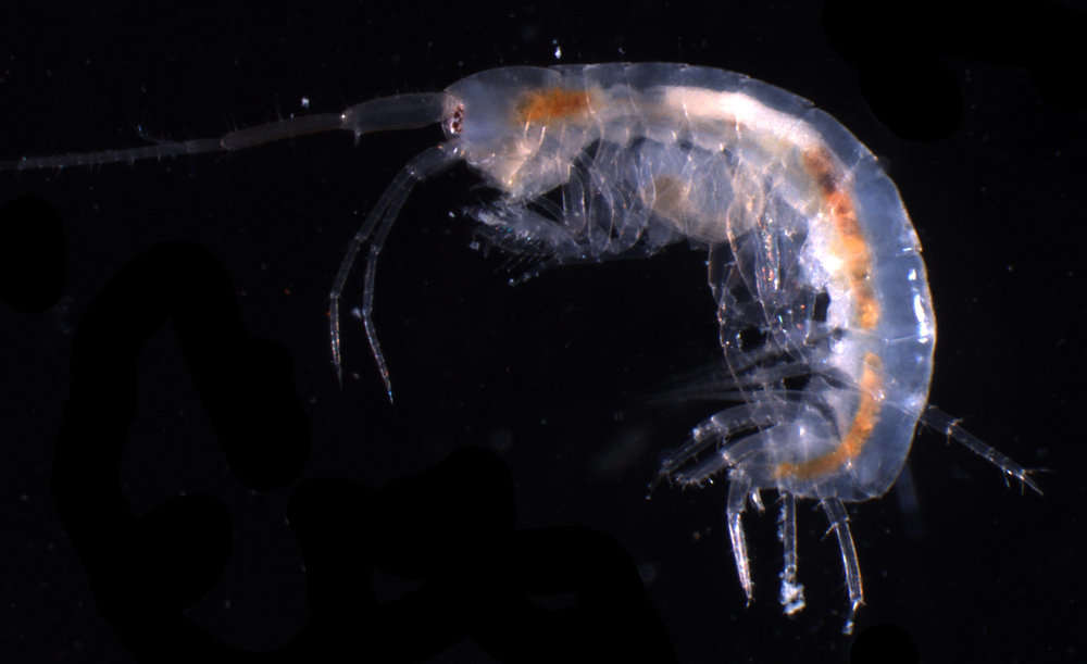 Image of Eriopisidae Lowry & Myers 2013