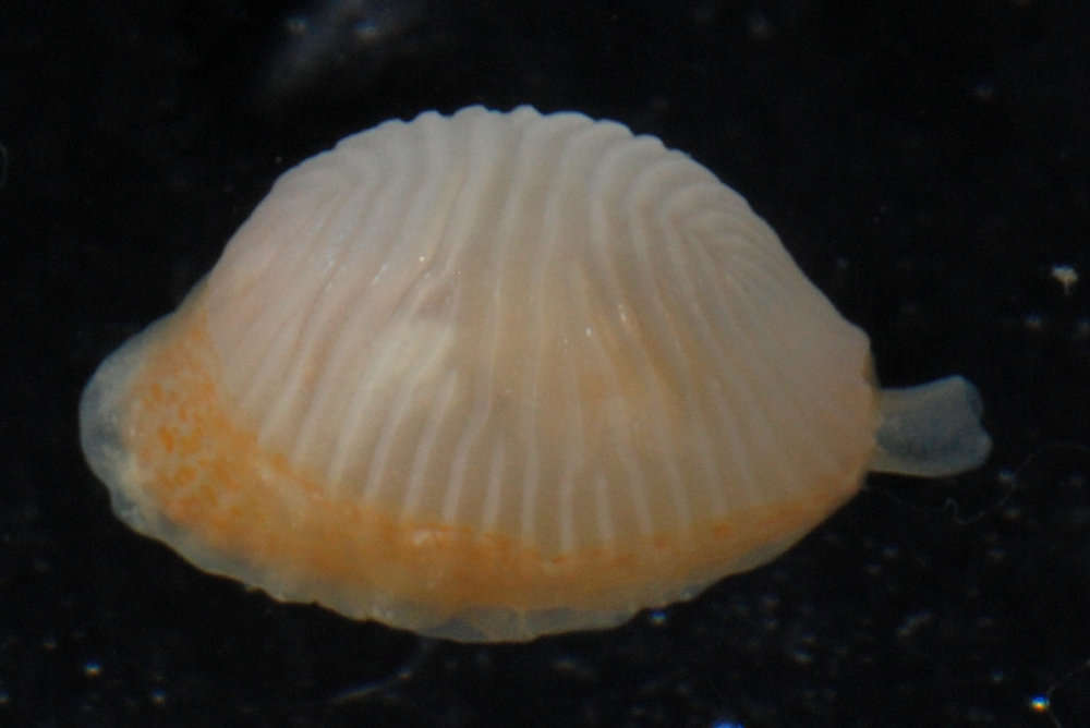 Image of Velutinoidea