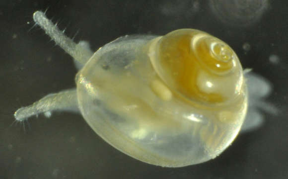 Image of Tornidae Sacco 1896